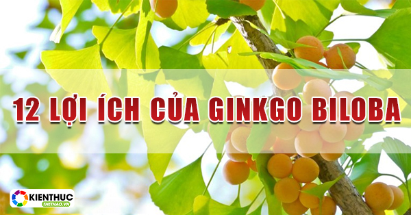 12 Lợi ích của Ginkgo Biloba (Tác dụng phụ & liều dùng) 168 12 Lợi ích của Ginkgo Biloba - Thảo dược quý hiếm từ thiên nhiên, đa tác dụng.