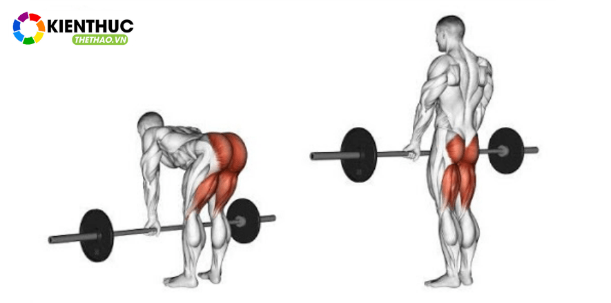 Là người tập luyện thể hình có lẽ Deadlift -là bài tập không thể thiếu trong lịch tập của mỗi gymer. Bài tập Deadlift mang lại những lợi ích gì cho người tập?
